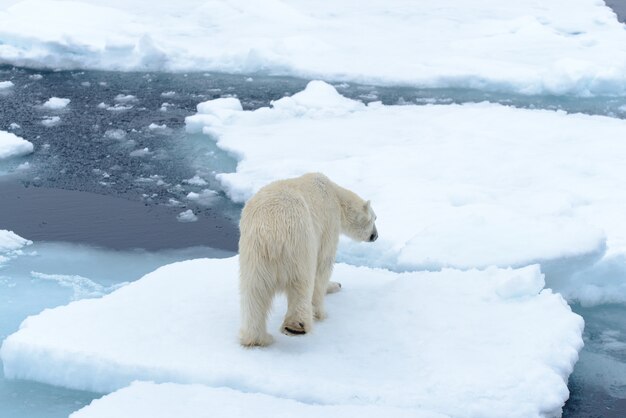 Photo polar bear