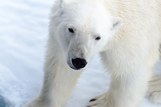 Foto orso polare