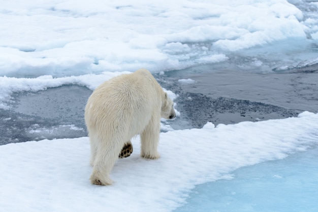 Photo polar bear