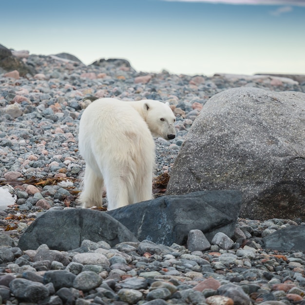 Foto orso polare
