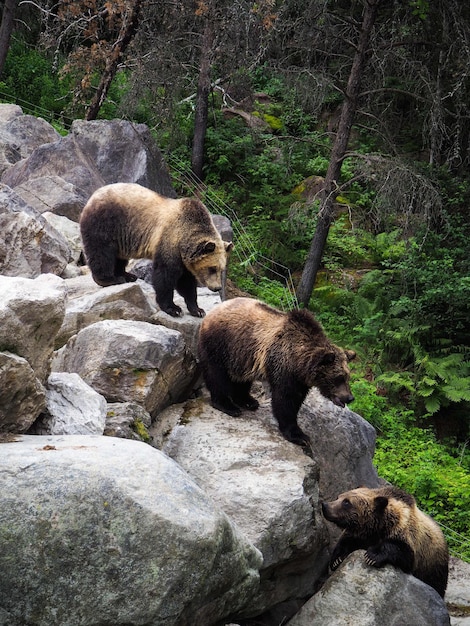 Foto orso polare