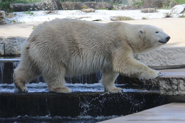 Polar bear