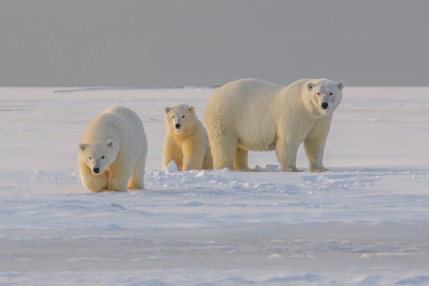 Photo polar bear