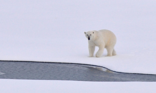 Polar bear