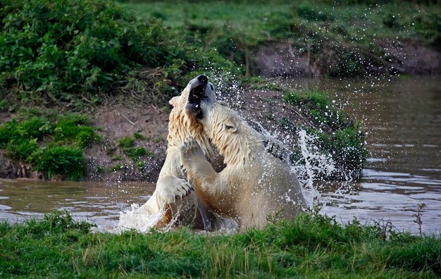 Polar bears fighting in a lake at a wildlife park