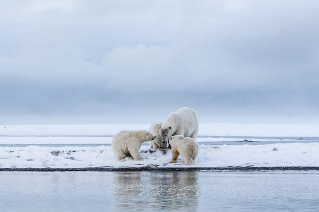polar bears searching for food by lake