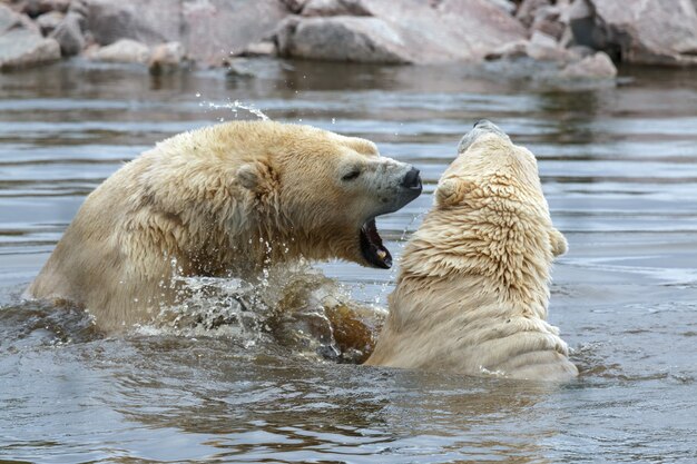 물에서 함께 노는 북극곰(Ursus maritimus)