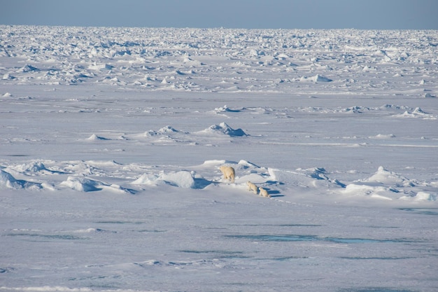 Белые медведи идут по льду