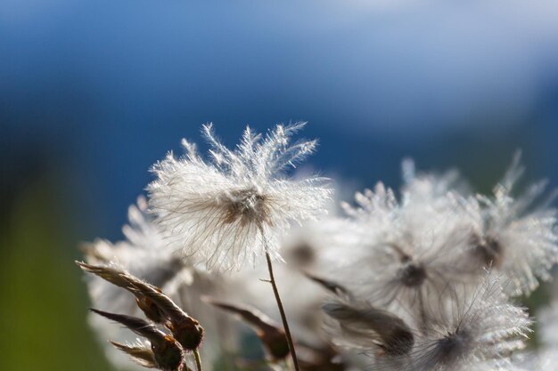 Polar flowers