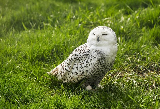 動物園の緑の草の上のシロフクロウ