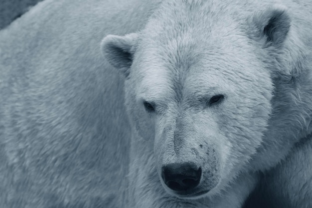 Polar white bear in the zoo Animal with thick skin Big strong carnivorous mammal Closeup photo