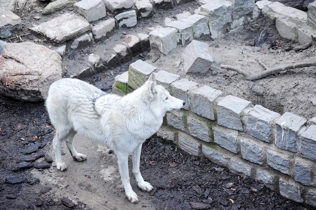 動物園でホッキョクオオカミ