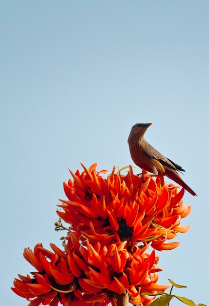 Photo polash flower in full bloom