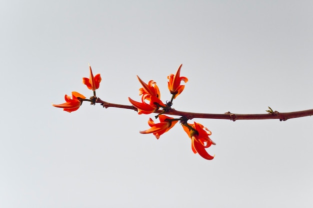 Polash flower in full bloom