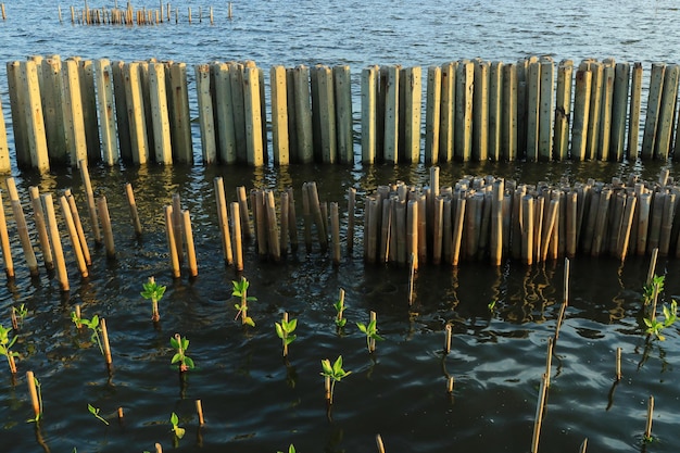 Poles for protection of mangrove forests