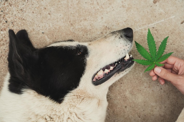 Police dog resting after drug search training. cannabis leaf in\
front of a dog\'s nose