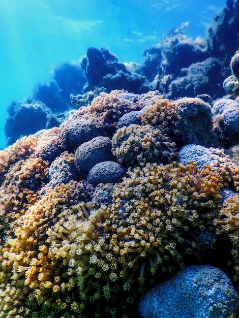 Poliepen van het koraal, onderwaterlandschapsrif, blauwe onderwaterachtergrond