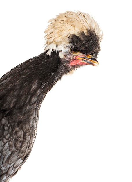 Polish chicken isolated on white