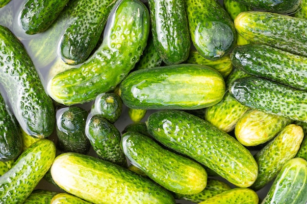 Polish cucumbers prepared for pickling Top view