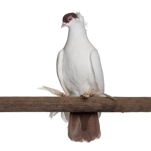 Polish helmet or kryska polska, a breed of fancy pigeon, perched on stick