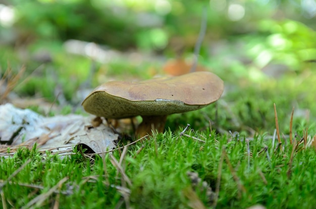 polish mushroom in the moss close-up