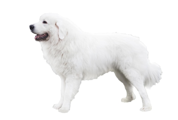 Polish Tatra Sheepdog full body isolated on white background