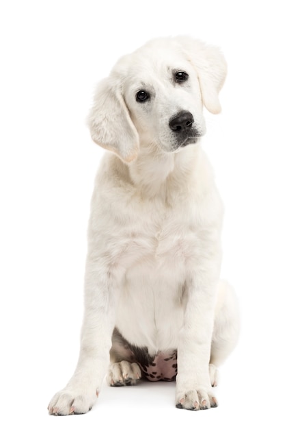 Polish Tatra Sheepdog portrait, against white background