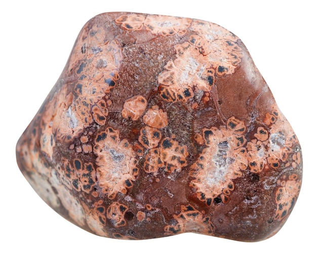 Polished Leopardskin Jasper Jaguar Stone gem