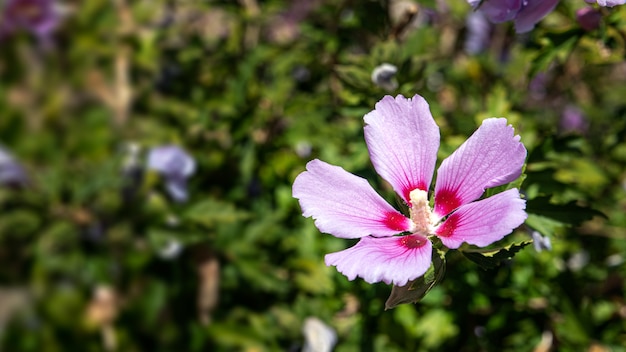 Fiore rosa riempito di polline su uno sfondo di pianta verde