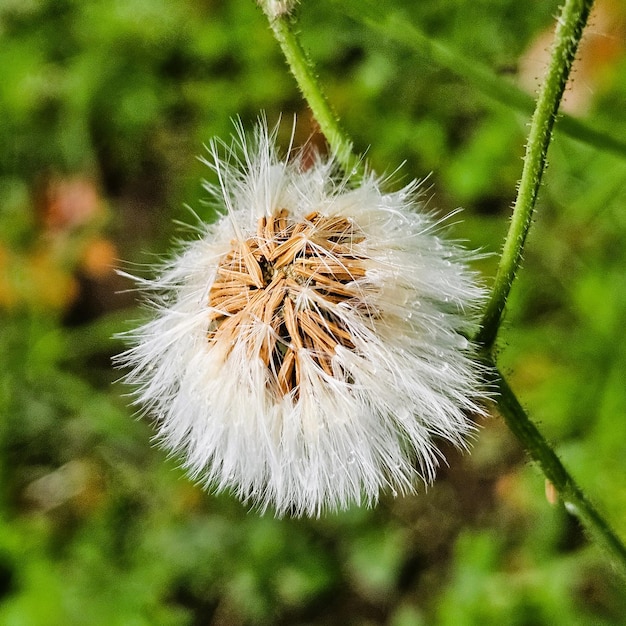 <unk>쿠스 올레라쿠스 (Sonchus oleracus) 식물 의 꽃 의 꽃가루 가 떨어지기 시작 한다