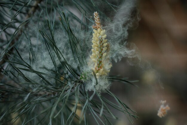 pollen from the pine cones on the wind