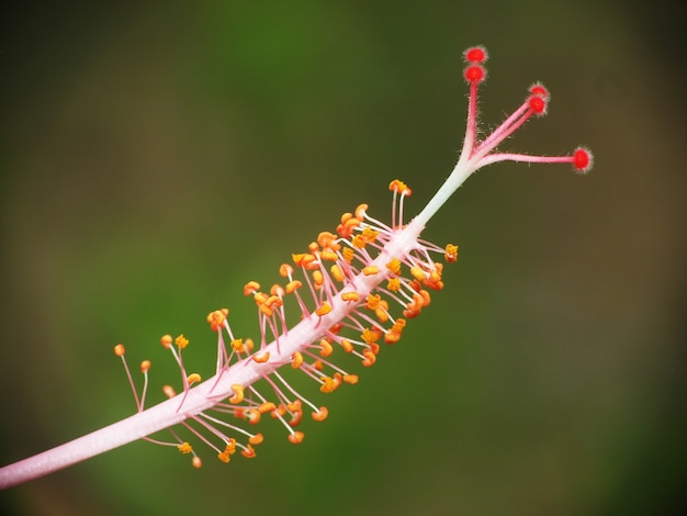 庭の花粉