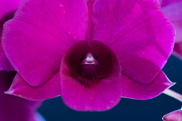 花粉蘭の花のクローズアップ