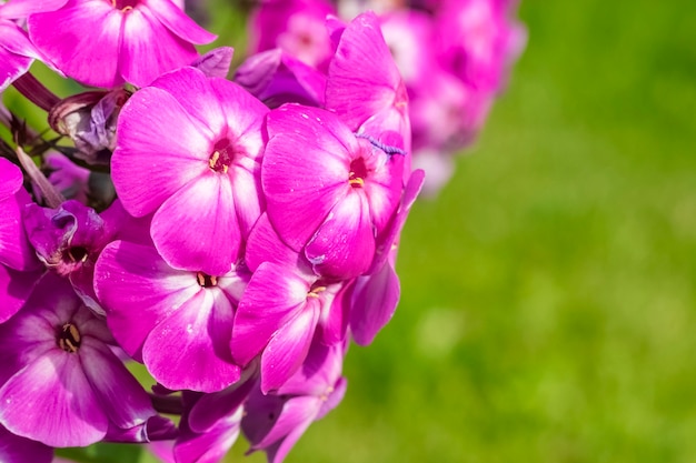 Pollen of Phlox paniculata has matured. Purple lilac flowers close-up. Copy space