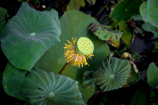 Loto di polline e toro con molte foglie giganti nello stagno. il fiore di loto i cui petali sono caduti.