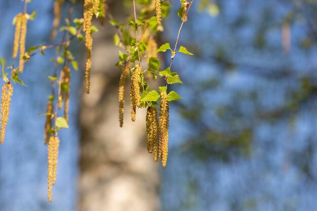 Pollen van berkbomen bloeien in de lucht in het voorjaar April Closeup Seizoensgebonden allergie Selectieve focus Natuurlijke bloemachtige achtergrond