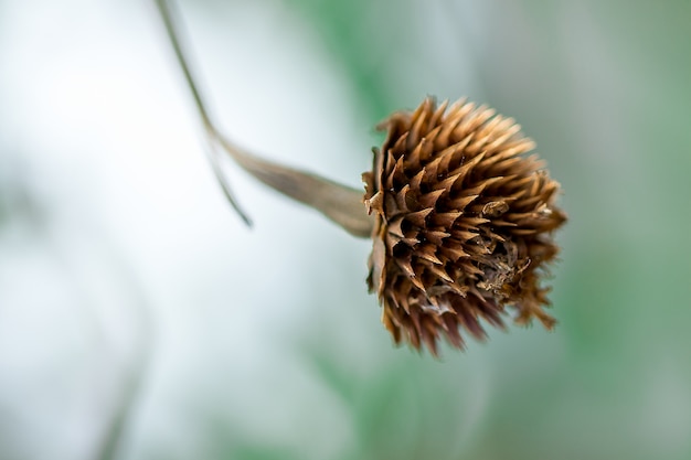 Pollen of Zinnia, dried in nature