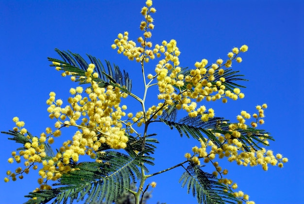 Pollenallergie mimosa gele bloemen op blauwe hemelachtergrond