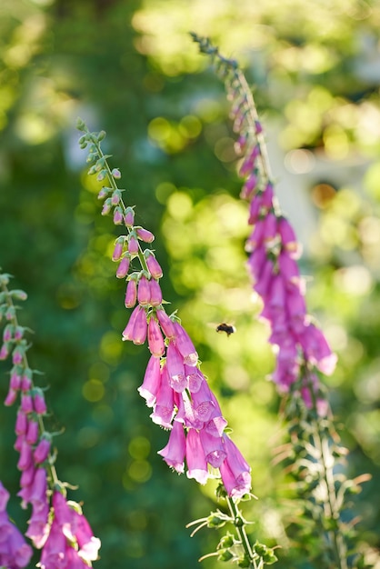 Pollinating bumble bee flying towards foxglove flowers in a garden Blossoming digitalis purpurea in full bloom in a field during summer or spring Beautiful purple plant with a green stem in nature
