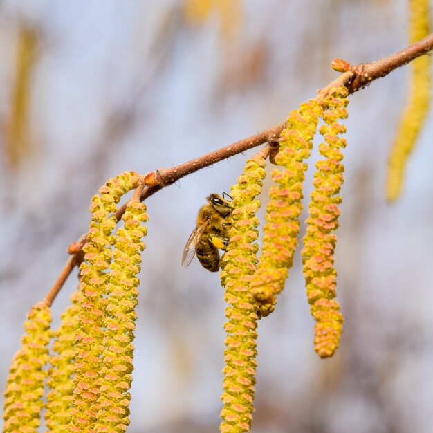 Photo pollination by bees earrings hazelnut flowering hazel hazelnut