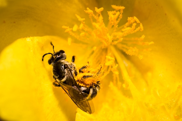 Pollination