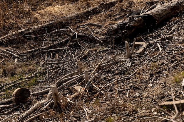 Riva del fiume inquinata con detriti e rami di costruzione