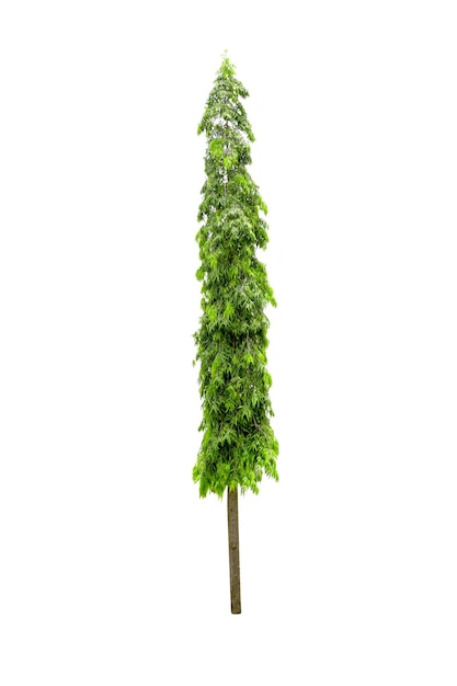 Photo polyalthia longifolia tree isolated on white background