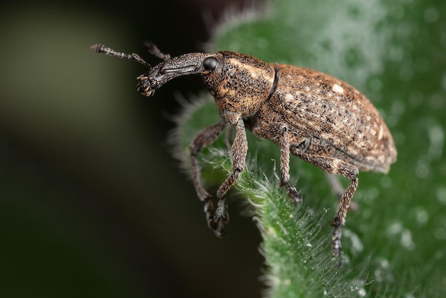 Polydrusus sulla foglia verde pelosa con gocce d'acqua