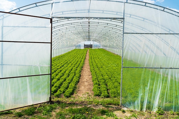 Polyethylene greenhouse Lettuce grown in the greenhouse