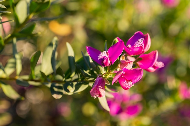 Polygala myrtifolia 一般名 Bellarine エンドウ マートルリーフ ミルクワート オウム ブッシュPolygala