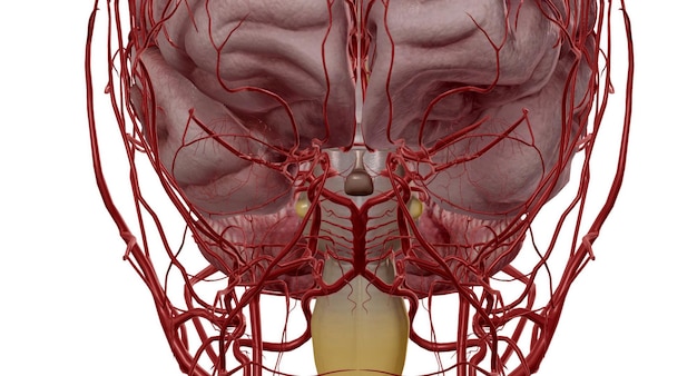 Photo the polygon or circle of willis is an anastomosis that supplies blood to the brain and surrounding tissues