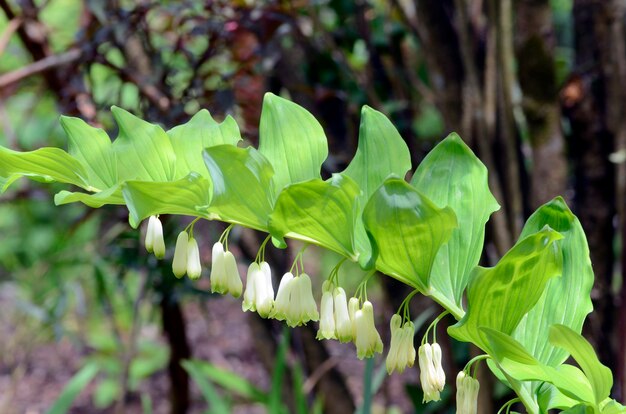 Polygonatum odoratum in flower, native Eurasian species used in traditional medicine