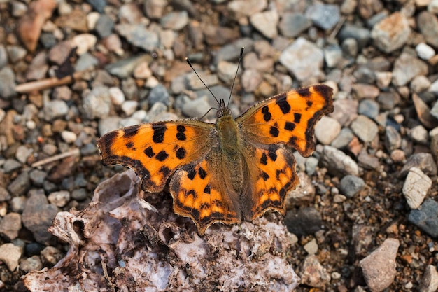 Бабочка Polygonia caureum сидит на маленьких камнях, нагретых солнцем