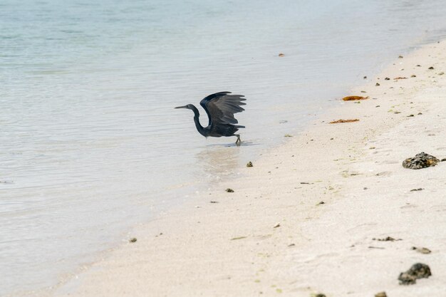 Polynesia heron flying on the pacific sea